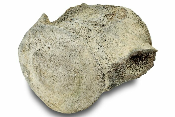 Fossil Whale Lumbar Vertebra - Yorktown Formation #250126